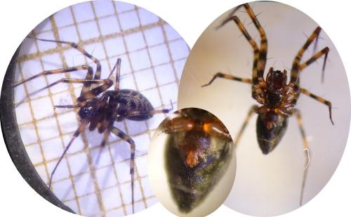 Réf. 197 632 : Lepthyphantes minutus